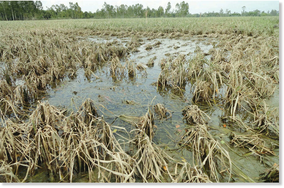 Access here alternative investment news about Prolonged Flood Will Push Up Vegetable Prices In Bangladesh Further - 260,000 Hectares Of Farmland Damaged -- Earth Changes -