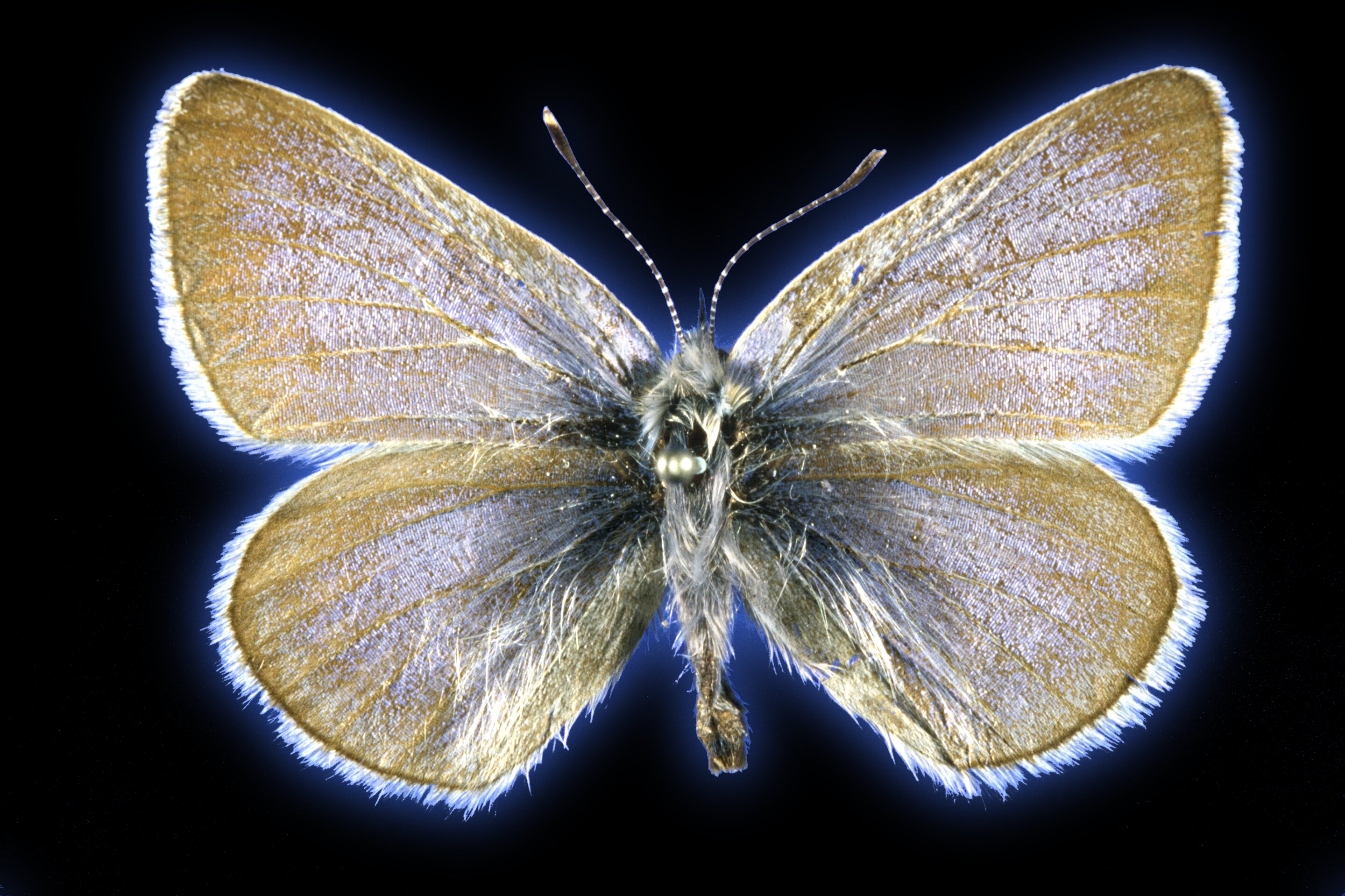 Access here alternative investment news about Dna From 93-year-old Butterfly Confirms The First Us Case Of Human-led Insect Extinction