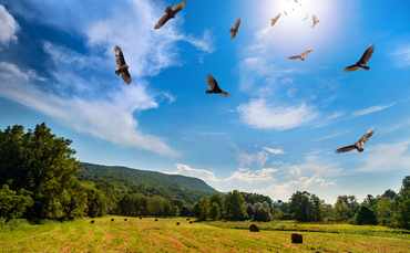 Access here alternative investment news about Corporate Bond Managers Should Be Wary Of Private Equity Vultures